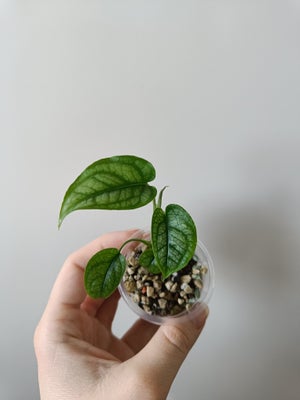 Monstera, Siltepecana, Fin lille baby plante med fine rødder