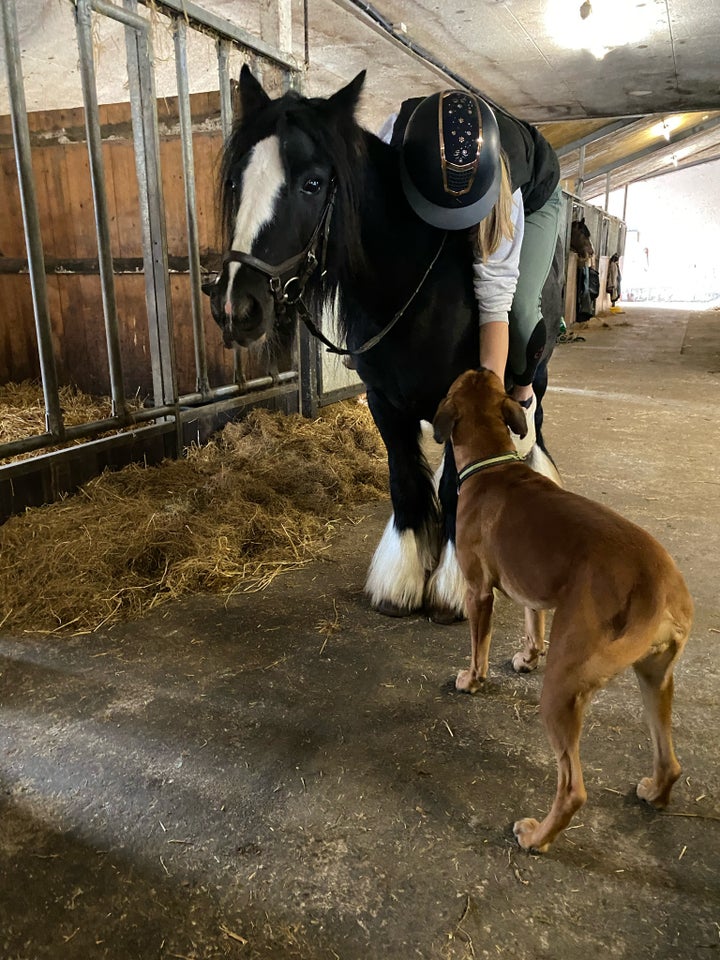 Irish Cob, hoppe, 6 år