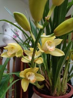 Speciel orkide