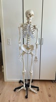 Anatomisk skelet, X
