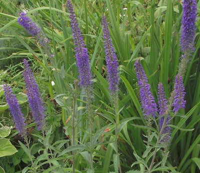 Frø, Blå aks-ærenspris, Veronica Longifolia
Staude med smukke blå aks.
Blomstrer juni - august. Højd