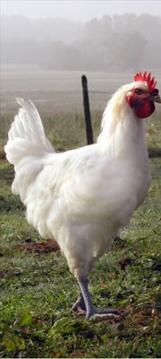 Kyllinger, La bresse daggamle kyllinger klækker 18/4
Kommer fra flotte racetypiske forældre dyr 

Pr