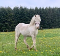 Welsh pony og Cob, hoppe, 2 år