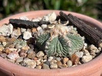 Kaktus, Aztekium ritteri
