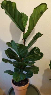 Stueplante, Violinfigen, Plante er 110 cm høj. 
Krukke medfølger.