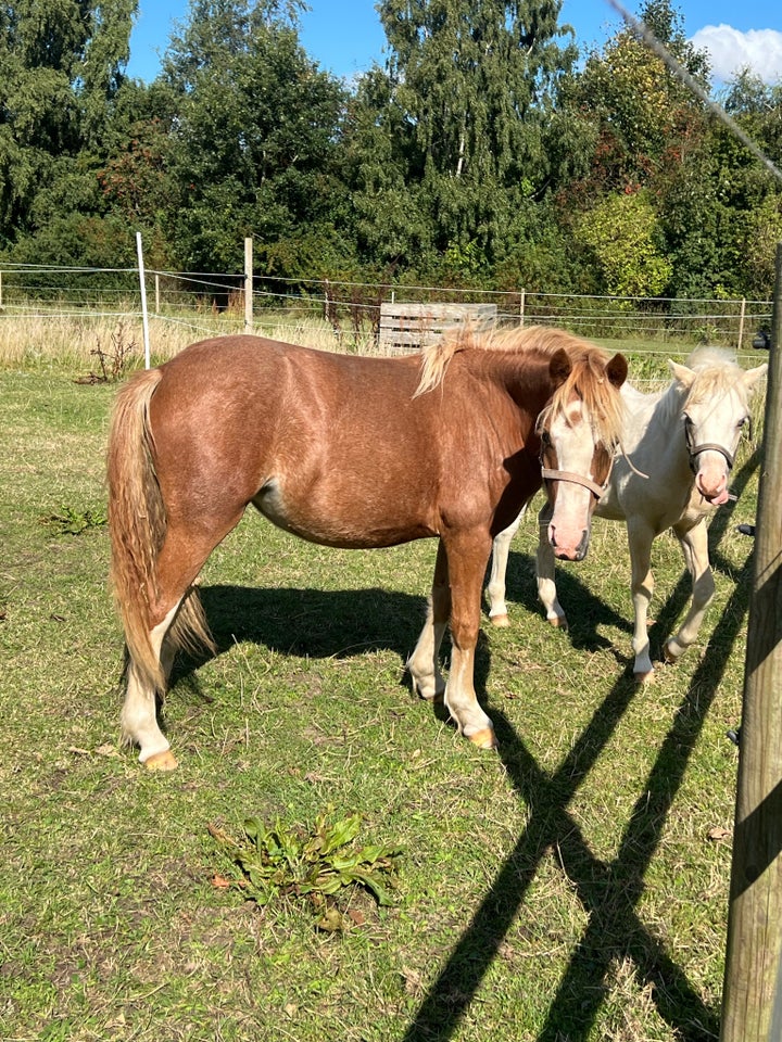 Welsh pony og Cob, hoppe, 1 år