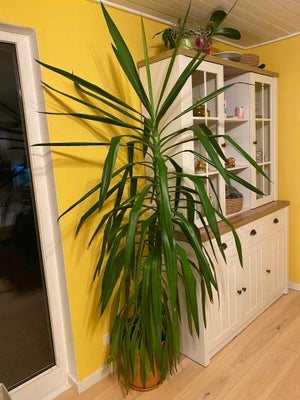 Palme, Smuk og sund Palme i krukke, højde er 180 cm i krukke. krukken følger med