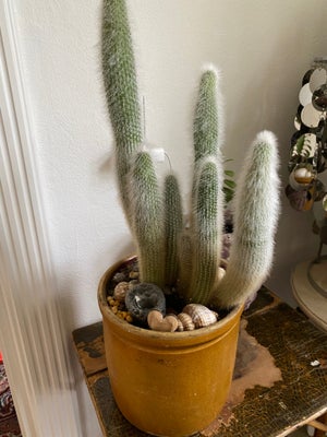 Stor kaktus med krukke