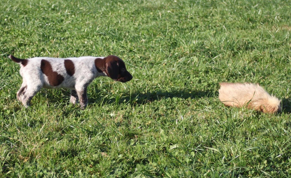 Hønsehund