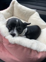 Chihuahua, hund, 5 år