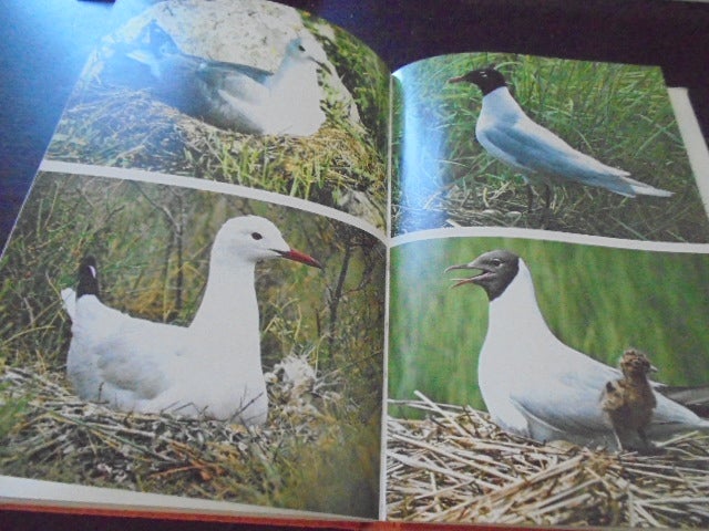 Fugle – en lidt anderledes fuglebog, Claus König, emne: dyr