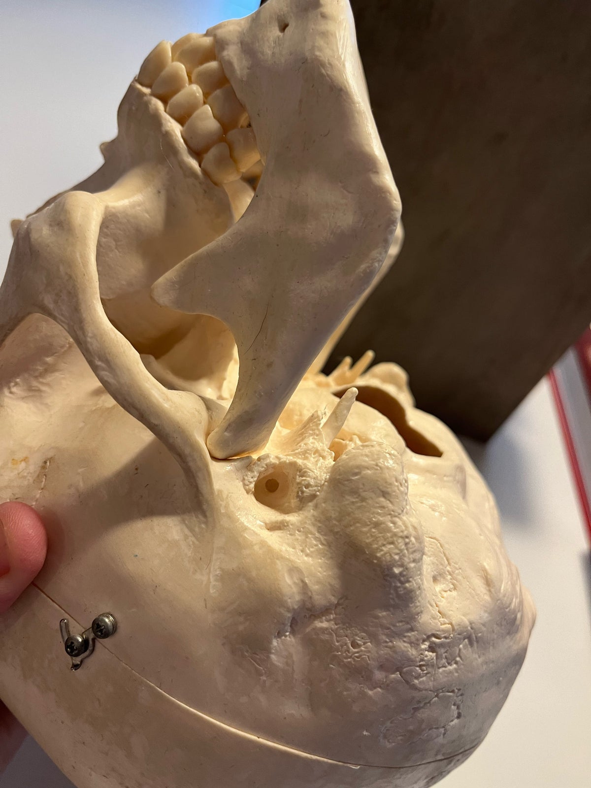 Anatomisk kranie, sobotta anatomisk atlas,