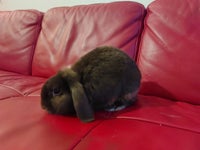 Kanin, Dværgkanin, 1 år