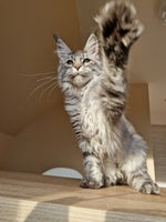 Maine coon hunkilling.