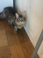 Maine Coon, hunkilling, 8 mdr.