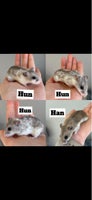 Hamster, Kinesisk dværghamster , 0 år