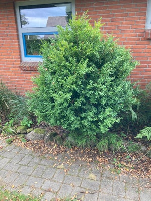 Buskbom, Buskbom, Adskillige buksbom kan afhentes gratis. Du skal bare selv grave dem op. 
Der er bå