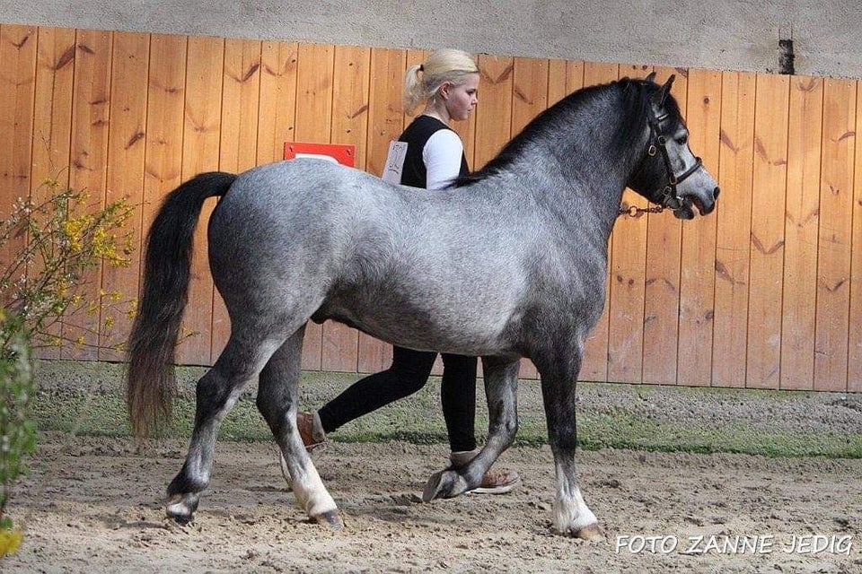 Welsh Moutain, hingst, 4 år