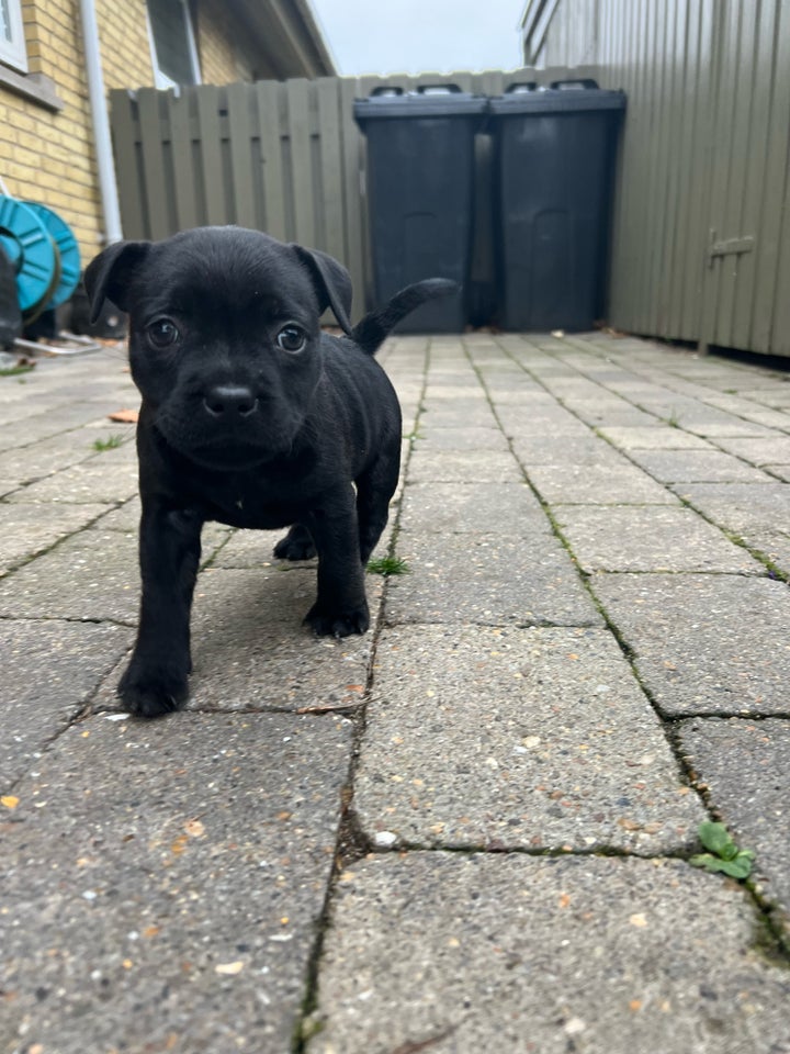 Staffordshire Bull Terrier