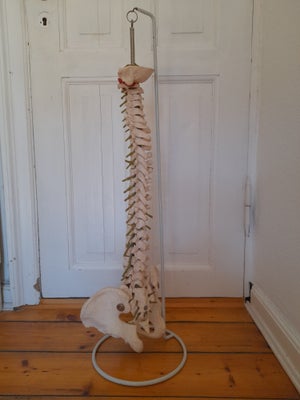 Andre samleobjekter, Anatomisk rygsøjle, Rygsøjle Anatomisk model inkl. stativ - 80 cm

Denne rygsøj