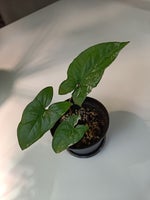 Syngonium, Albo variegata