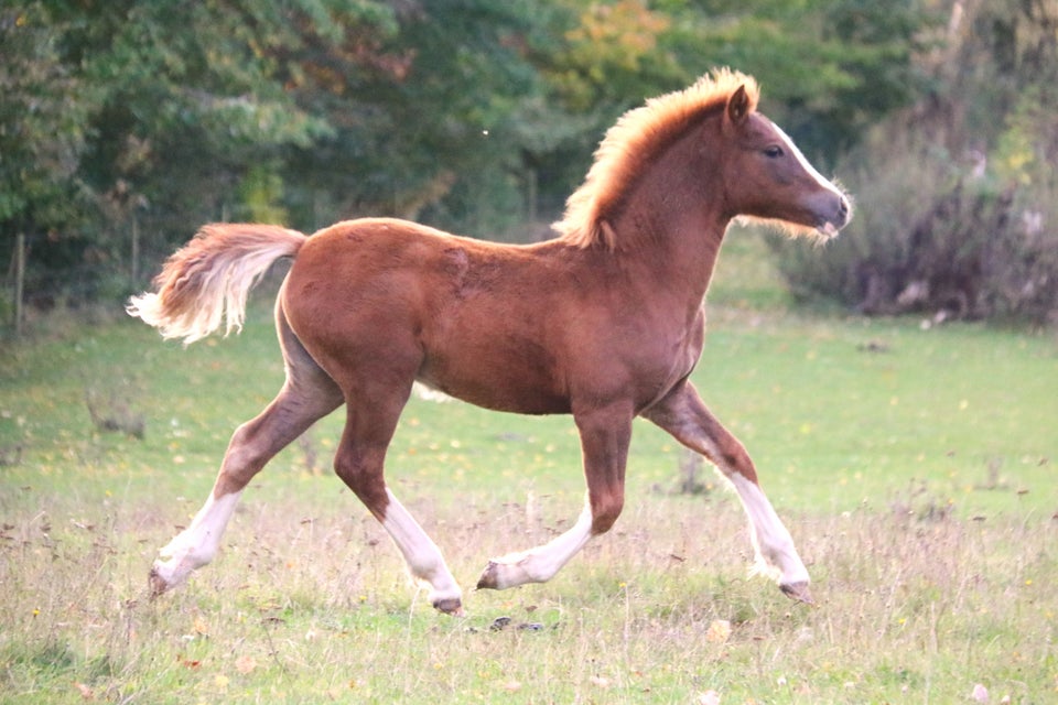 Welsh, hoppe, 0 år