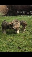 Andet, Ulvehund tjekkoslovakisk ulvehund mix husky