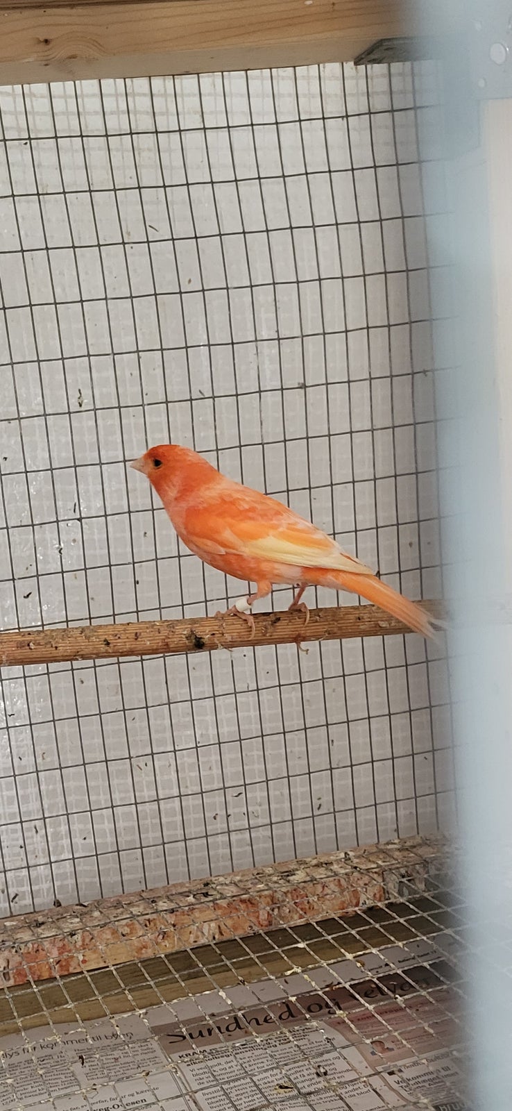 Kanariefugl, 1 år