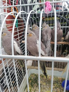 Fugl- og dyrelivsutstyr til salgs her: Paris, France