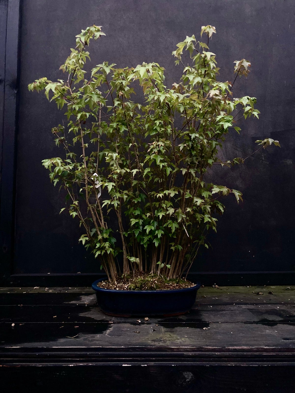 Bonsai, Acer buergerianum, trefliget ahorn