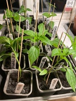 Chili-og peberplanter, Capsicum
