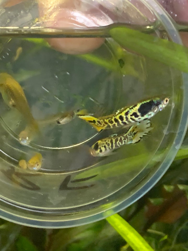 Tiger Endlers guppy, 16 stk.