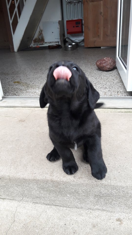  Labrador Retriever 