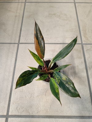 Philodendron, Caramel marble, Fin plante med god variegation og god vækst, den skal lige til at fold