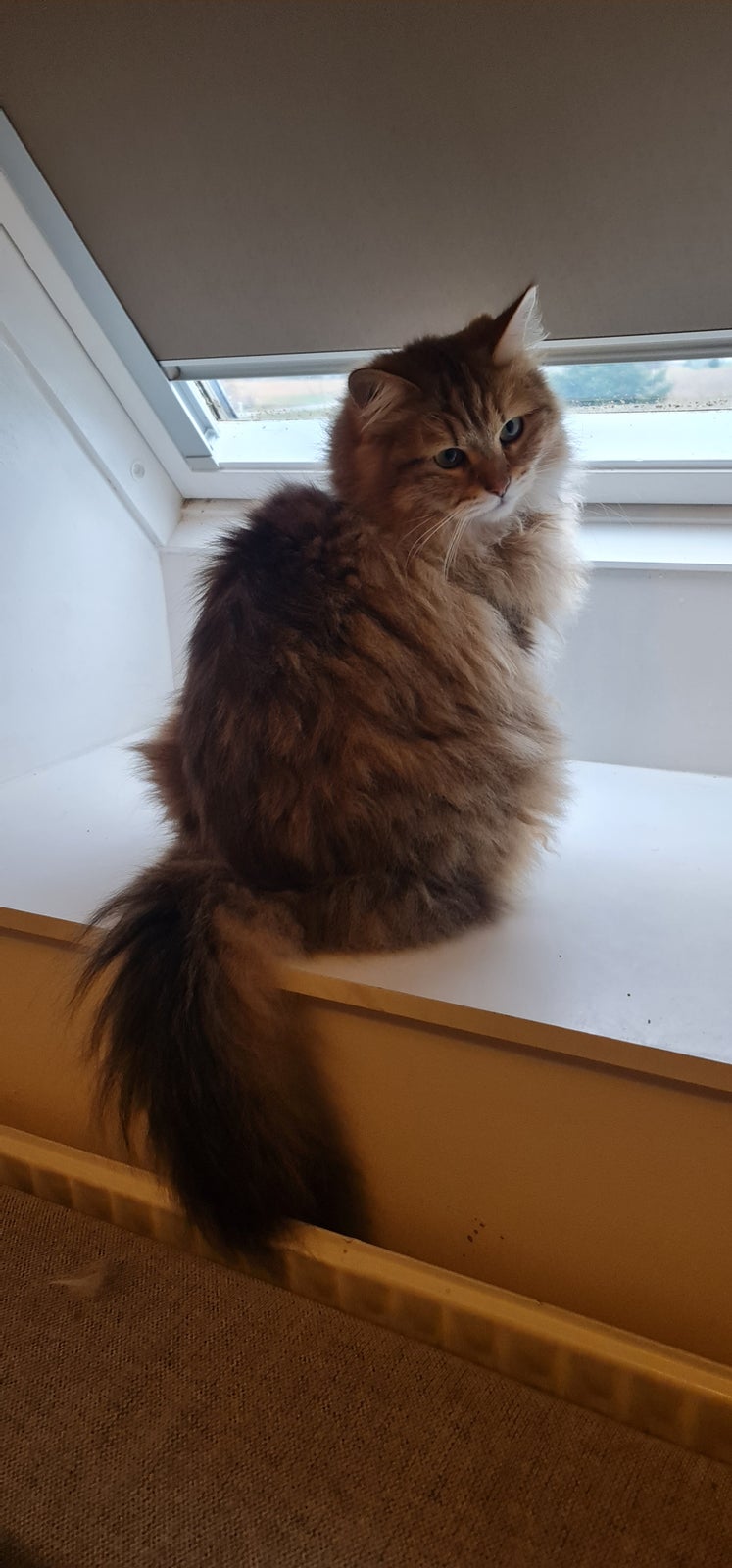 Sibirsk Kat, hankat, 4 år
