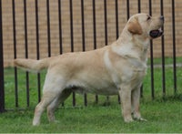 Labrador, hund, 4 år