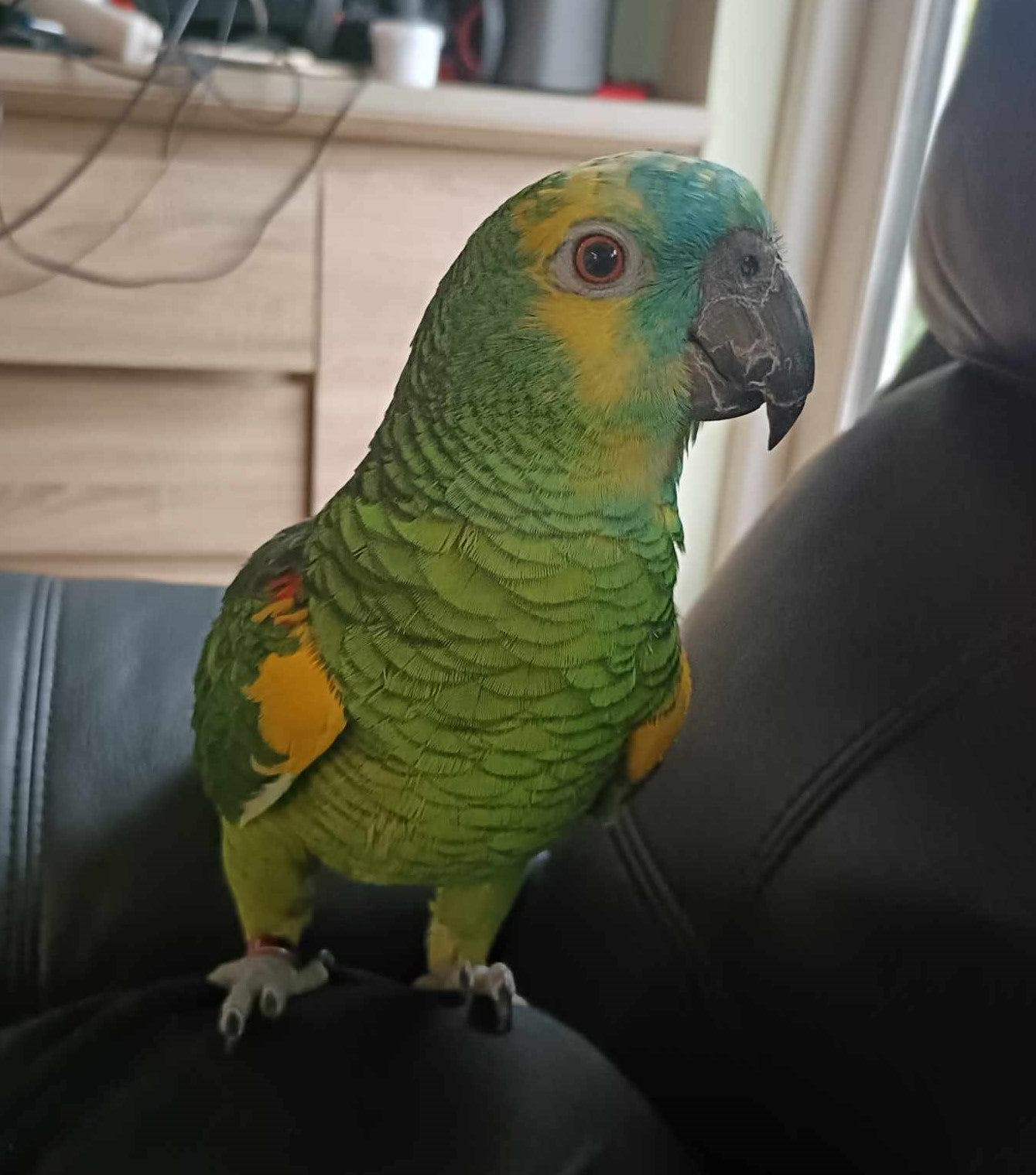 Papegøje, Blåpandet amazone , 5 år