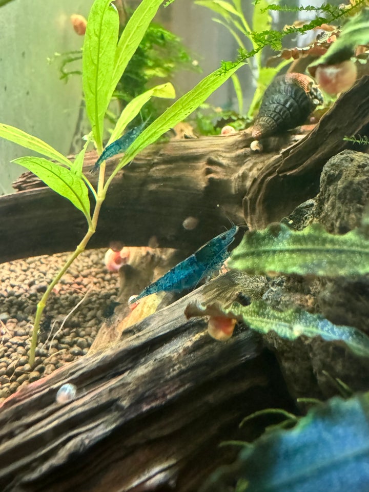 Neocaridina blue dream