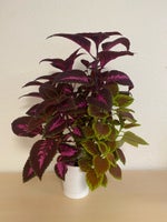 Fin plante med 2 forskellige slags , Paletblad
