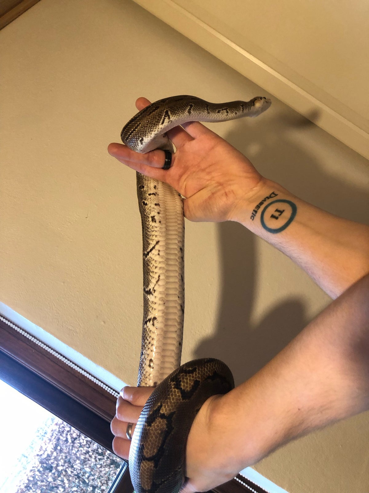 Slange, Kongepython
