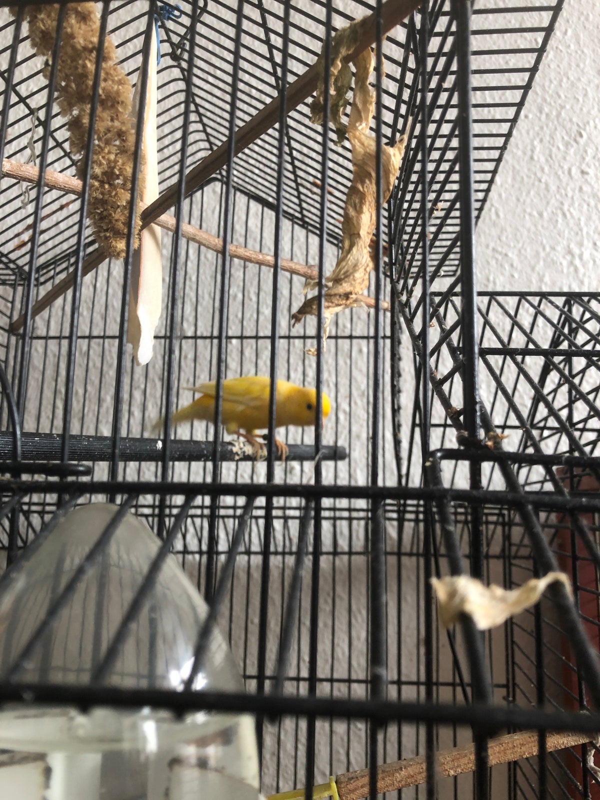 Kanariefugl, 2 år