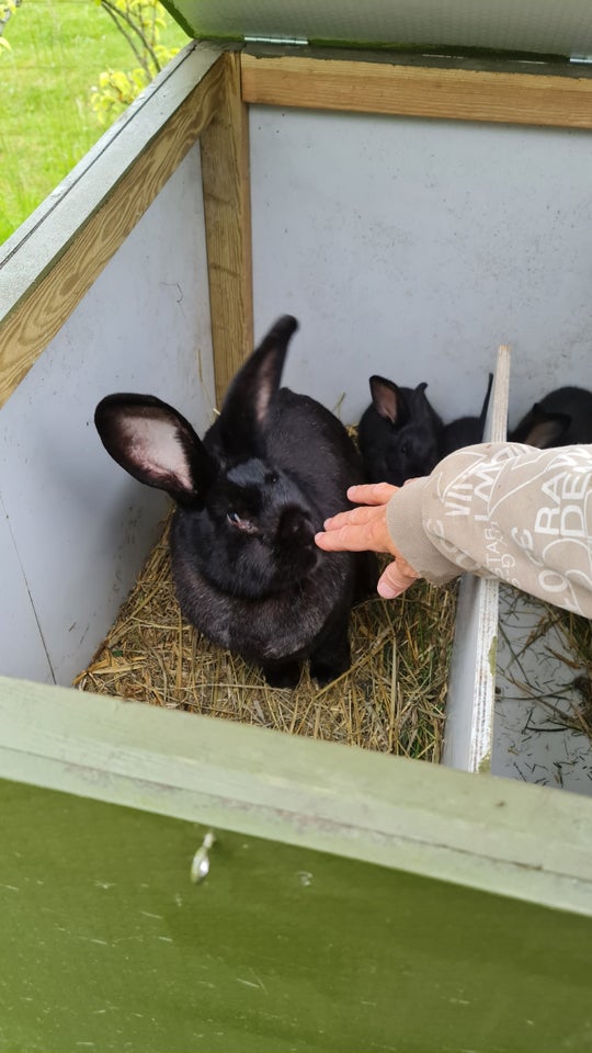 Kanin, Tysk Kæmpe Schecke, 0 år