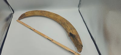 Udstoppede dyr, Fossil hvalros stødtand, En meget gammel fossil stødtand fra en hvalros.

Ca. 55 cm 