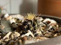 Kaktus, Uebelmannia buiningii