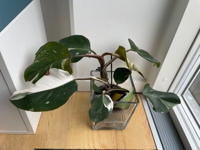 Planter, Forskellige planter sælges.
Philo, vargited 60,- SOLGT.
Stor Calathea 80,-
Philo, silverlea