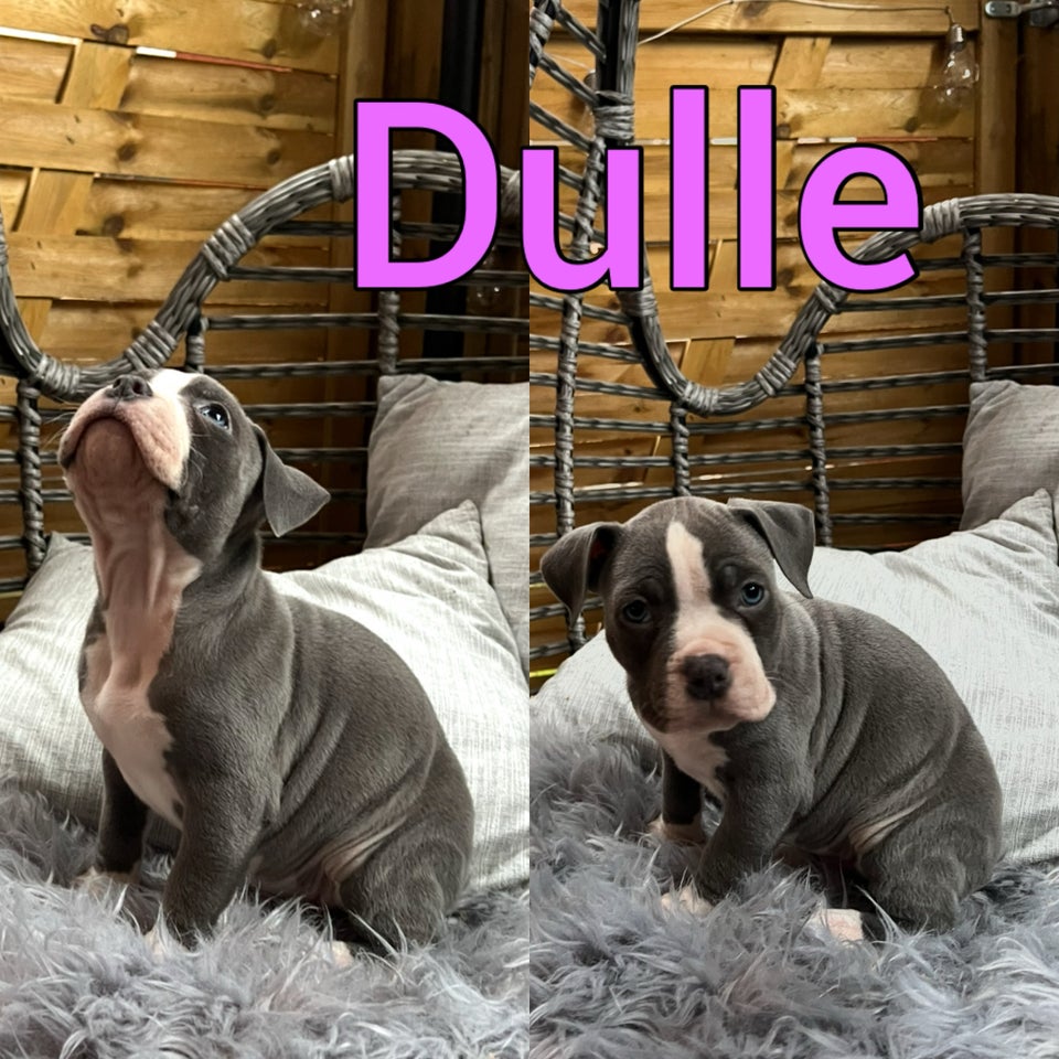 American Bully