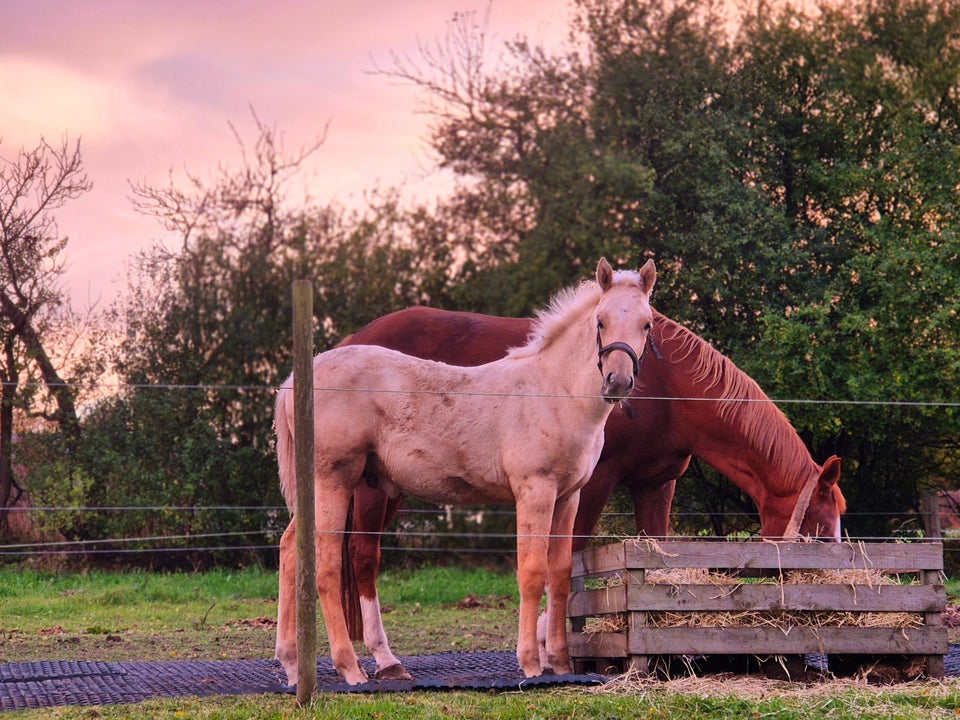 Dansk Varmblod, hingst, 0 år