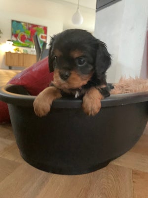 Cavalier King Charles spaniel , hvalpe, 5 uger , salgklar 10/12, Vores dejlige hund Molly har født 4