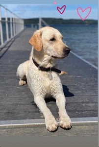 Find Hunden Vor Ven - Syd- og Sønderjylland på DBA - køb og salg af nyt og  brugt