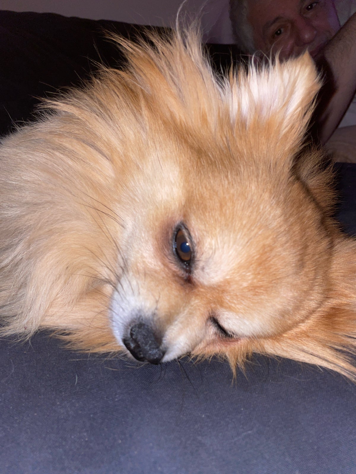 Chihuahua og pomoranian, hund, 7 år